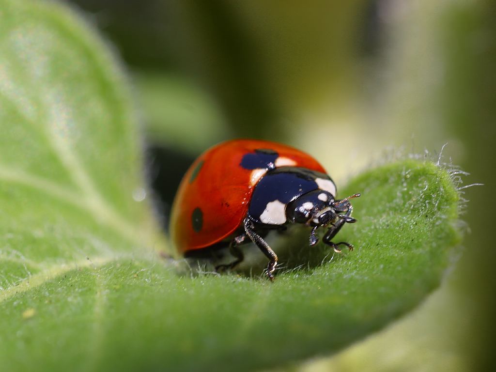 Marieta (Coccinella magnifica) amb colors vius i taques, ideal per aprendre a identificar insectes.