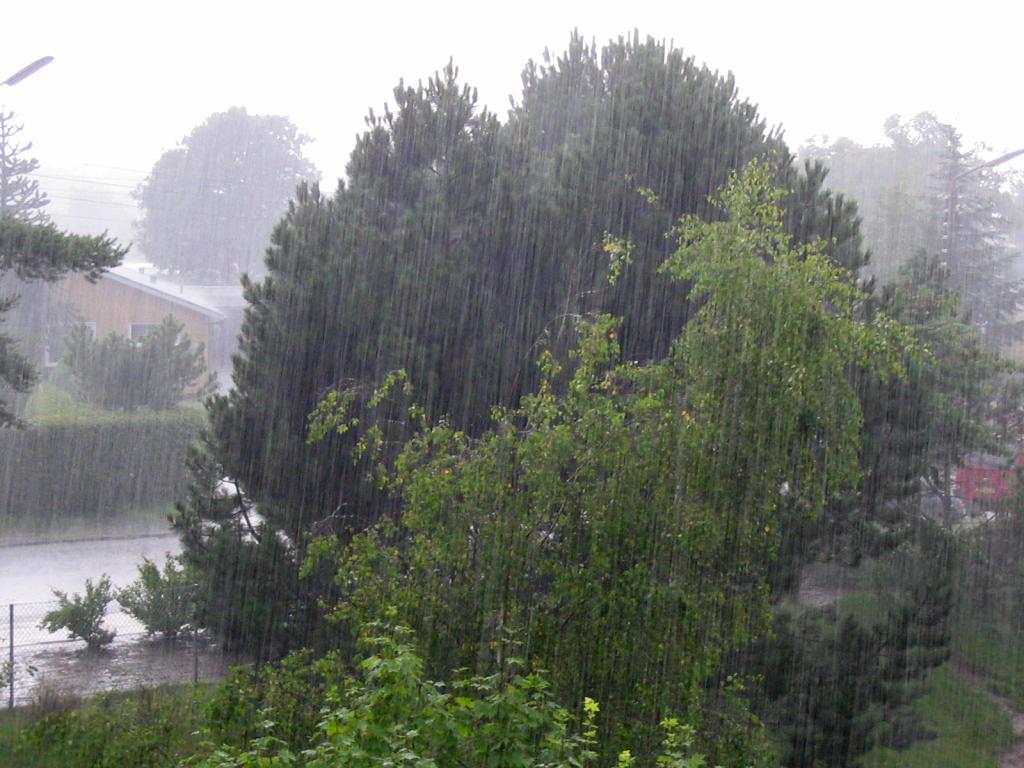 Pluja: gotes d'aigua caient del cel, un fenomen natural que podem veure quan plou.