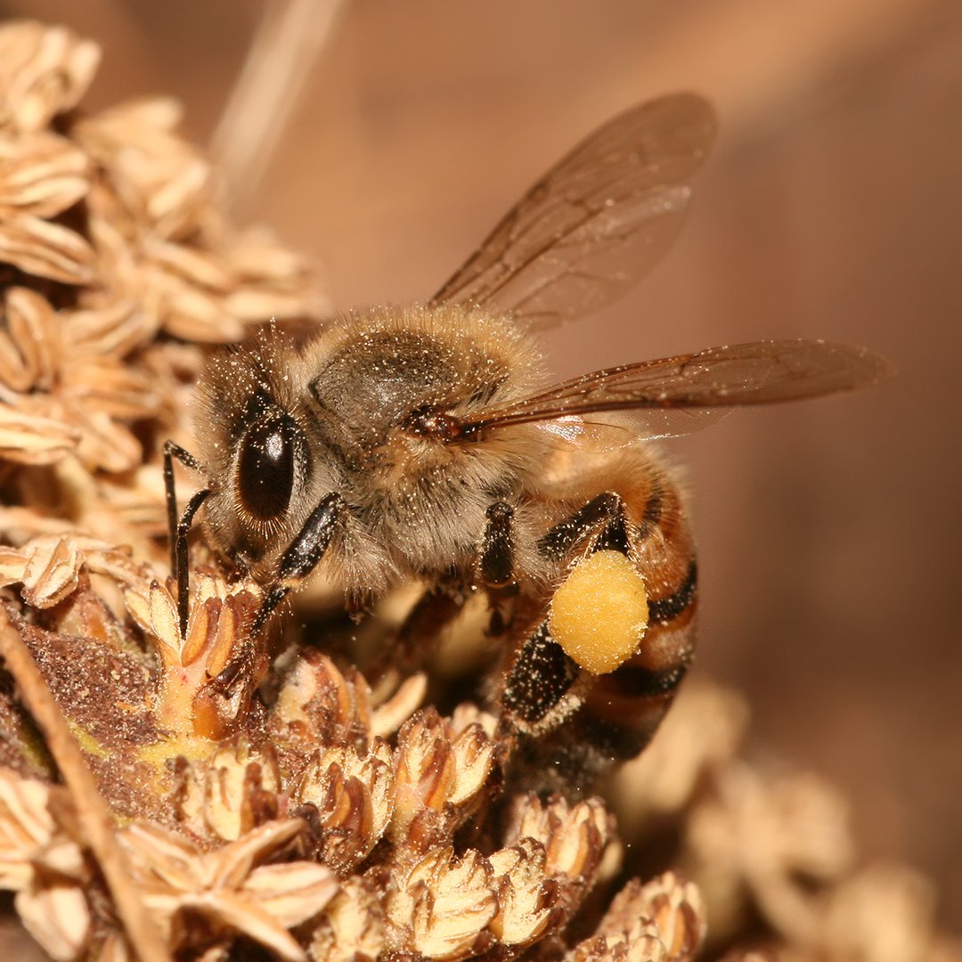 Abella de la mel (Apis mellifera). Imatge clara i nítida que mostra la morfologia típica de l'abella, amb detalls visibles del cos pelut, ales i agulló.