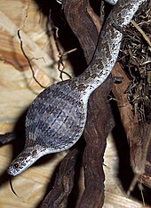 Mira! Aquesta serp menja un ou. Les serps poden menjar coses diferents.