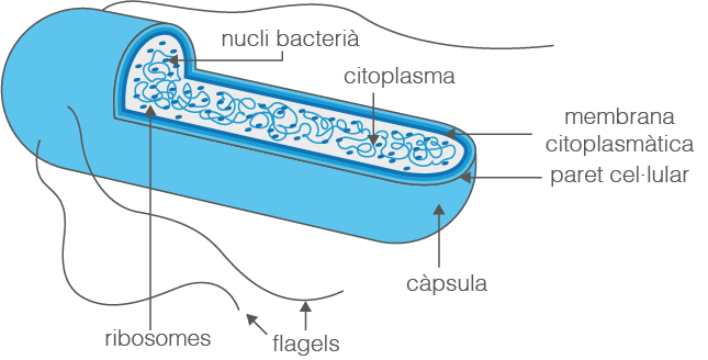 Parts d’un bacteri (esquema). Aquest esquema ens ajuda a conèixer les parts bàsiques d'un bacteri.