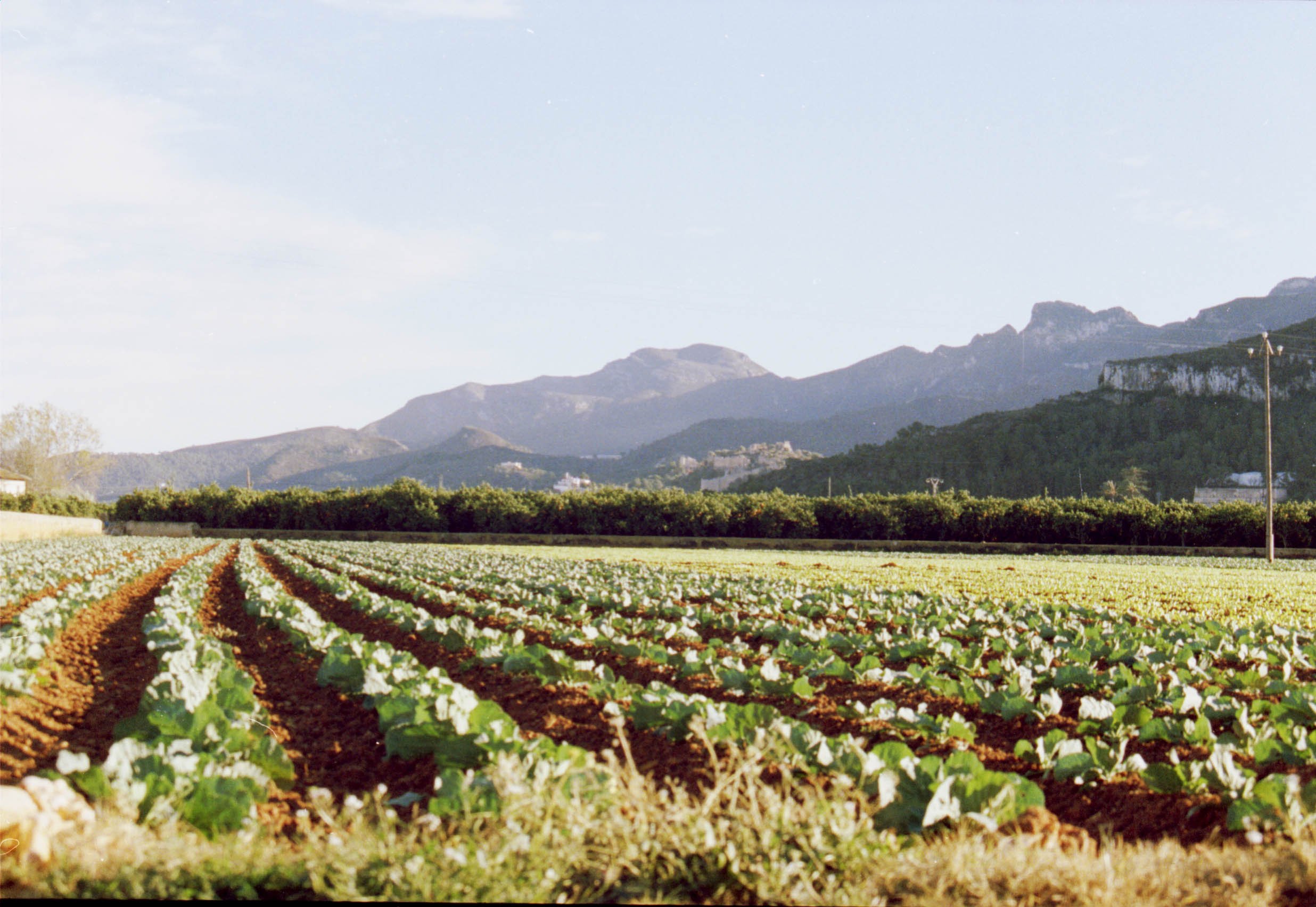 Hort a Benicull, Ribera Baixa (País Valencià). Un hort petit amb regadiu on es cultiven verdures.