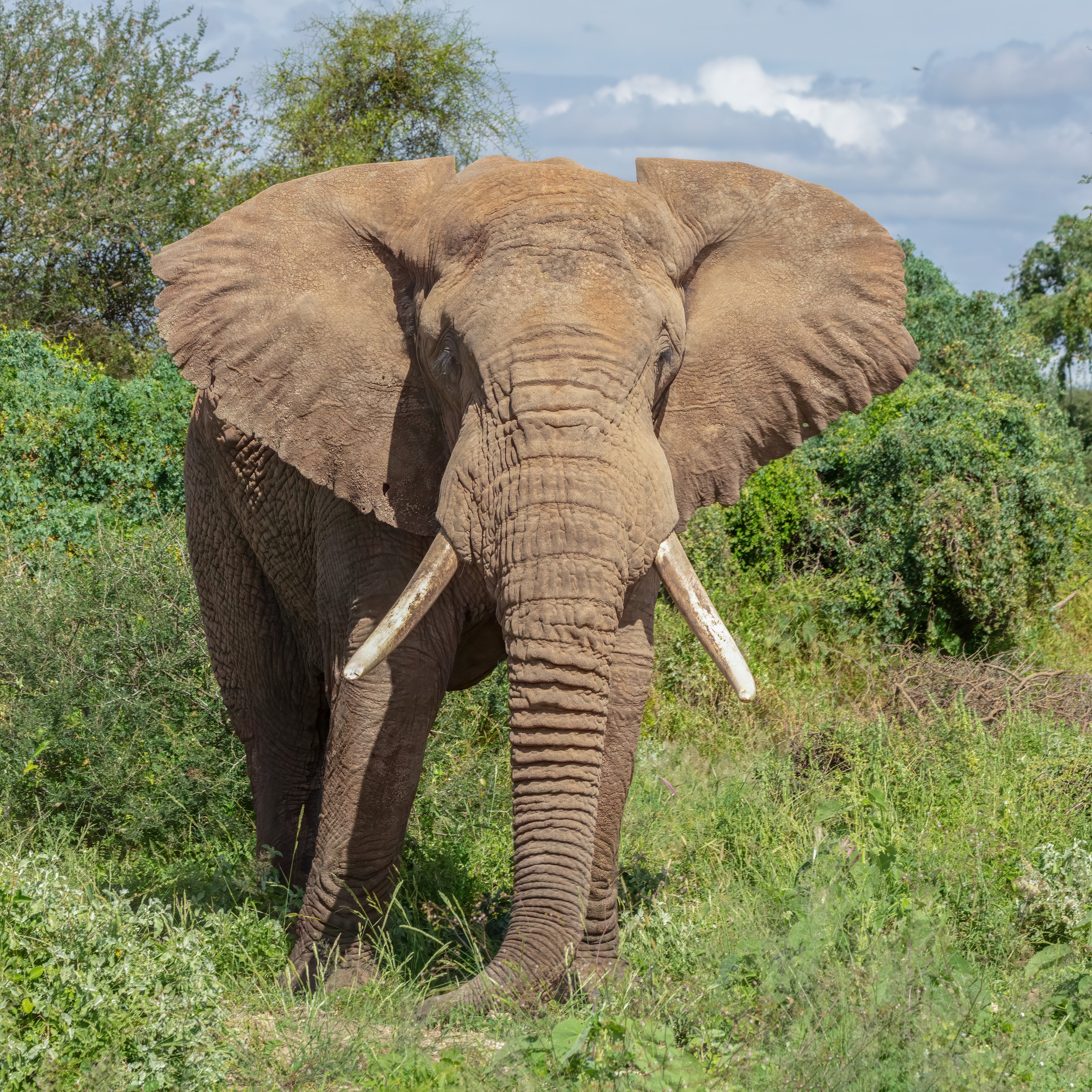 Elefant africà de sabana (Loxodonta africana) al Parc Nacional d'Amboseli, Kenya. Un elefant gran i fort que viu a la sabana africana.