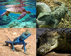 Rèptils representatius: tortuga verda marina, tuatara, cocodril del Nil i agama del Sinai.