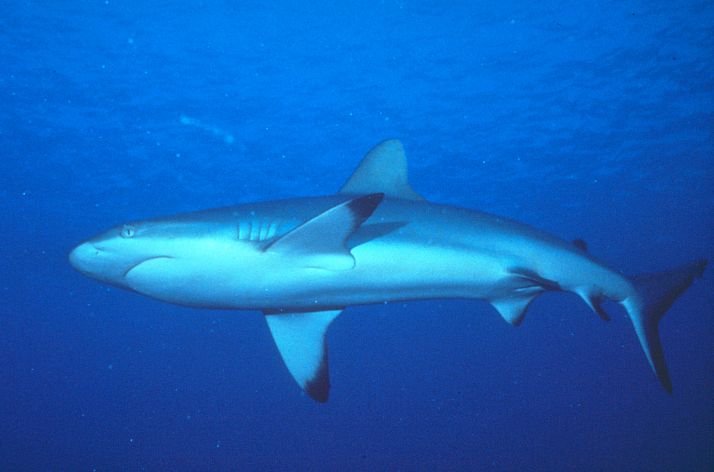 Tauró: una imatge clara i nítida d'un tauró per ajudar els nens a reconèixer aquest animal marí.