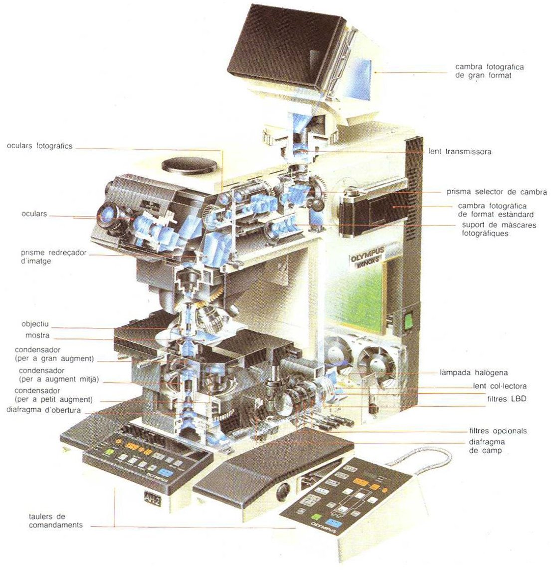 Microscopi òptic binocular per veure objectes petits.