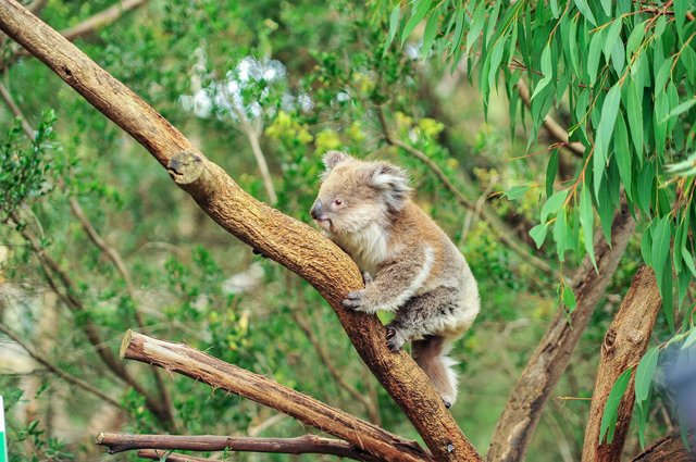 Un coala dormint en un arbre. Els coales dormen moltes hores per tenir energia.