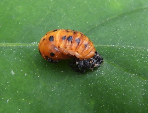 Pupa de la marieta de set punts, una etapa important del seu desenvolupament.