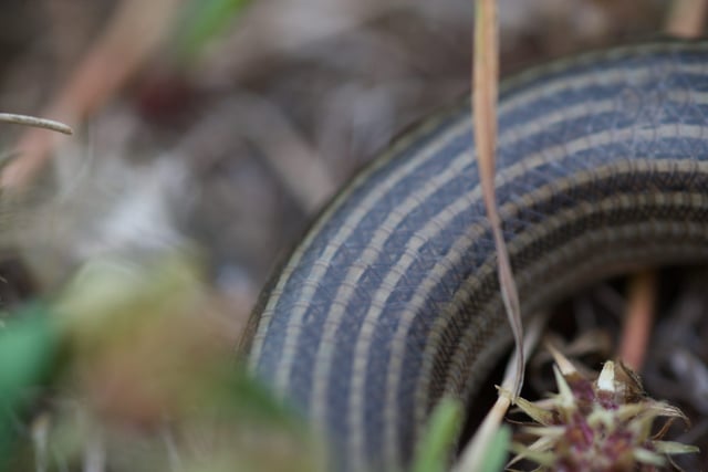 Cocodril del Nil (Crocodylus niloticus) amb pell rugosa i adaptacions per viure a l'aigua.