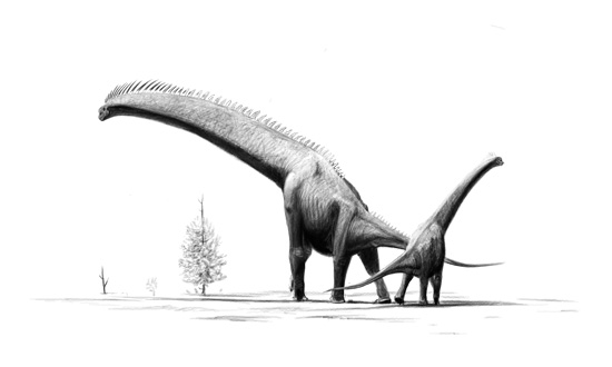 Esquelet complet de Brachiosaurus brancai, un sauròpode gegant, que permet explicar la seva morfologia i grandària.