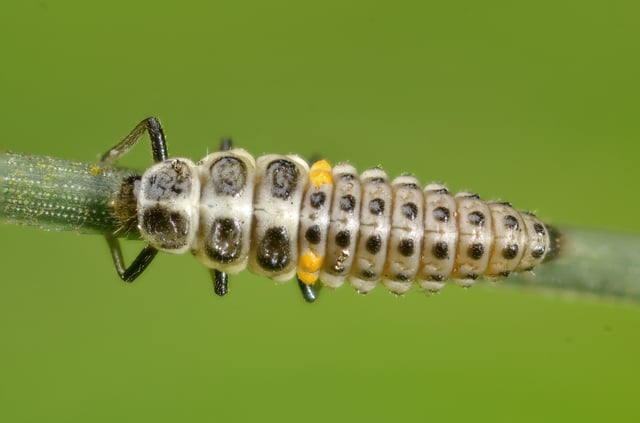 Larva de marieta (Myrrha octodecimguttata), per conèixer les diferents etapes de la vida d'una marieta.