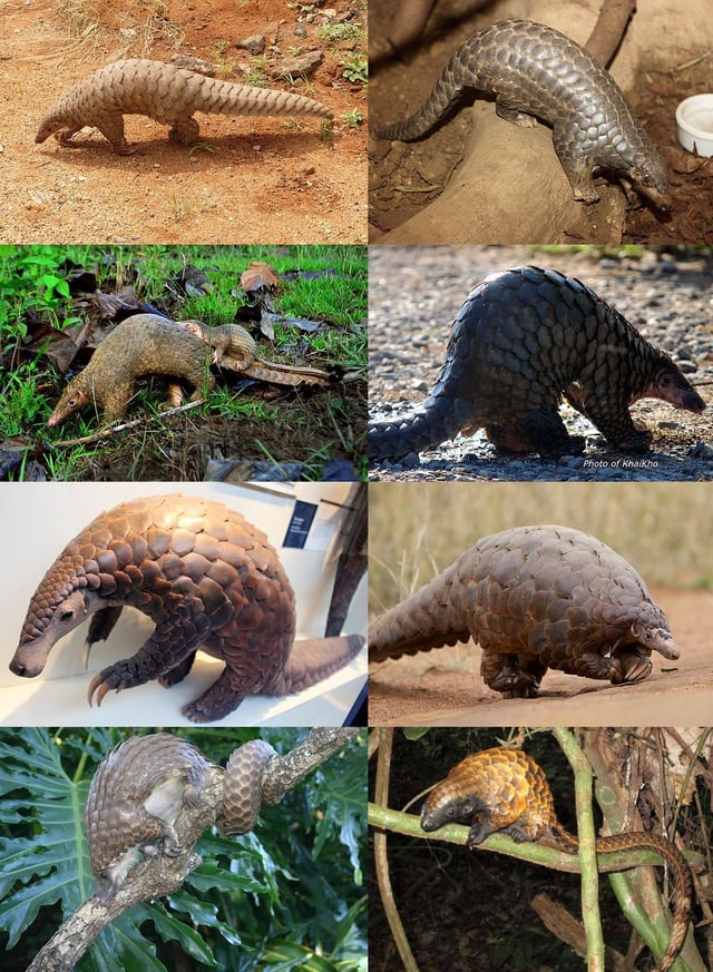 Diverses espècies de pangolins, inclòs el de l'Índia.
