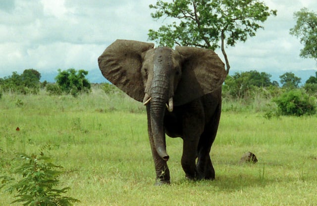 Elefants africans a la sabana del Parc Nacional de Mikumi. Viuen en grups grans.