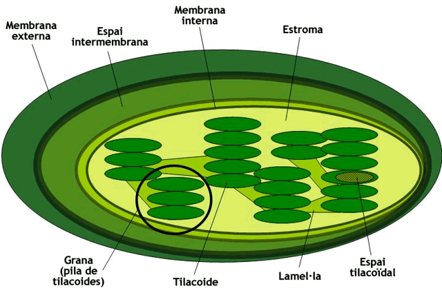 Estructura interna d'un cloroplast. Diagrama detallat que mostra les membranes, l'estroma i els tilacoides, complementant la comprensió de l'orgànul fotosintètic.