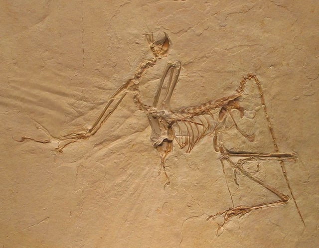 Fòssil d'Archaeopteryx, un fòssil de transició clau entre dinosaures i ocells que demostra l'origen evolutiu dels ocells.