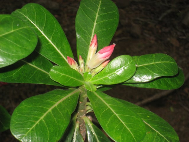 Detall de la planta rosa del desert. Es veuen les fulles i el tronc gruixut.