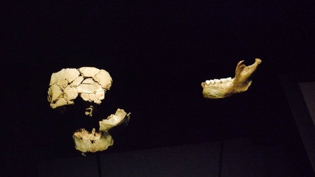 Restes originals del Homo antecessor al Museu de l'Evolució Humana, evidències arqueològiques clau per a l'estudi de l'evolució humana.
