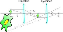 Esquema que mostra com la llum passa pel microscopi òptic.