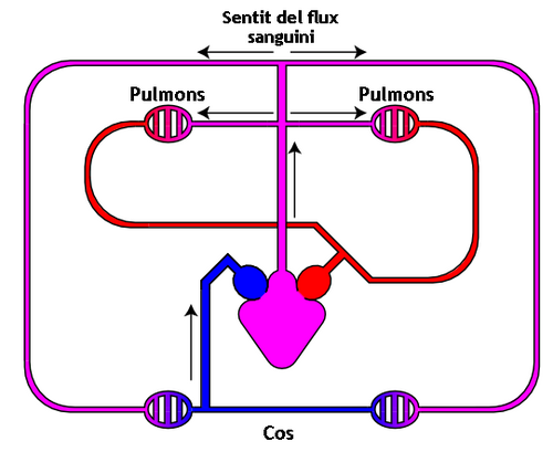 Dibuix que mostra com circula la sang dins dels amfibis. És important per viure.