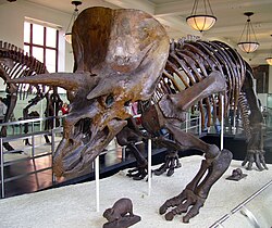 Esquelet de Triceratops al Museu Americà d'Història Natural, que mostra característiques distintives per a l'explicació educativa.
