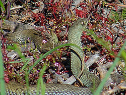 Serp verda (Malpolon monspessulanus) en el seu hàbitat natural.