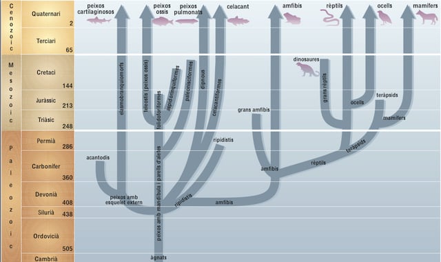 Línia temporal de l'evolució dels vertebrats que mostra la diversificació al llarg del temps geològic.