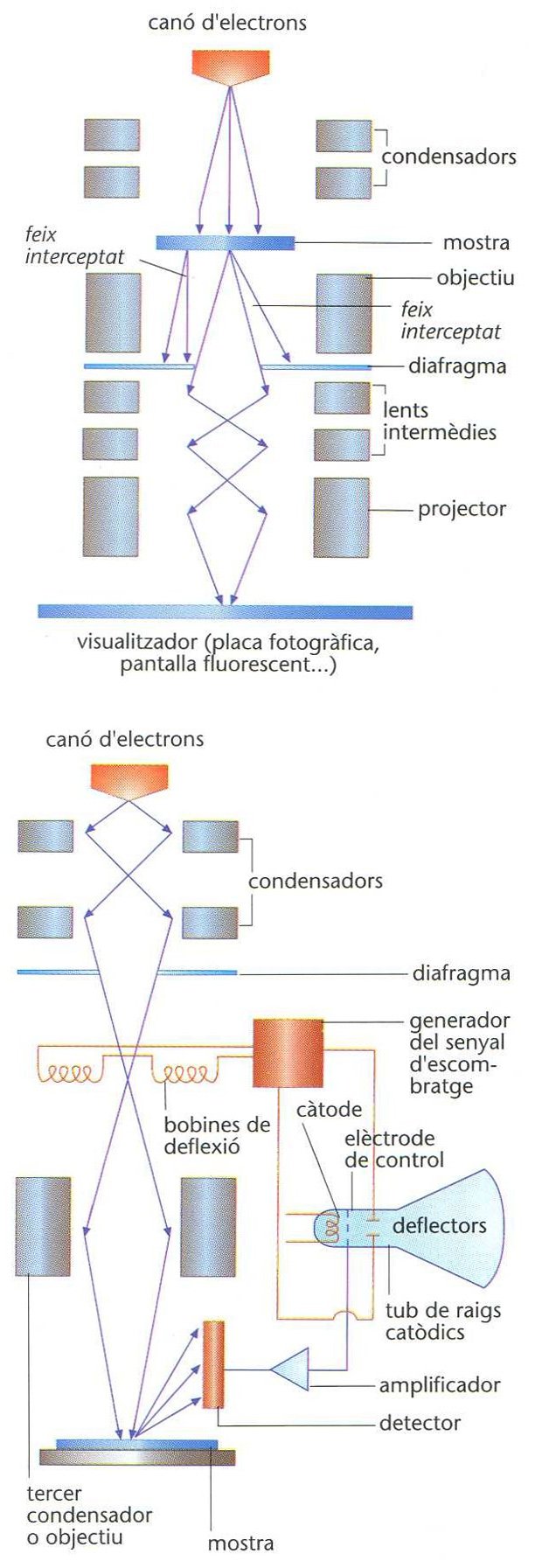 Esquema que explica com funciona un microscopi electrònic de transmissió i de rastreig.