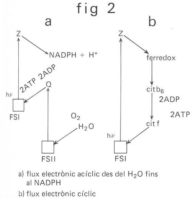 Esquema de la fotosíntesi: flux electrònic acíclic i cíclic. Representació dels dos tipus de flux electrònic durant la fase lluminosa de la fotosíntesi.