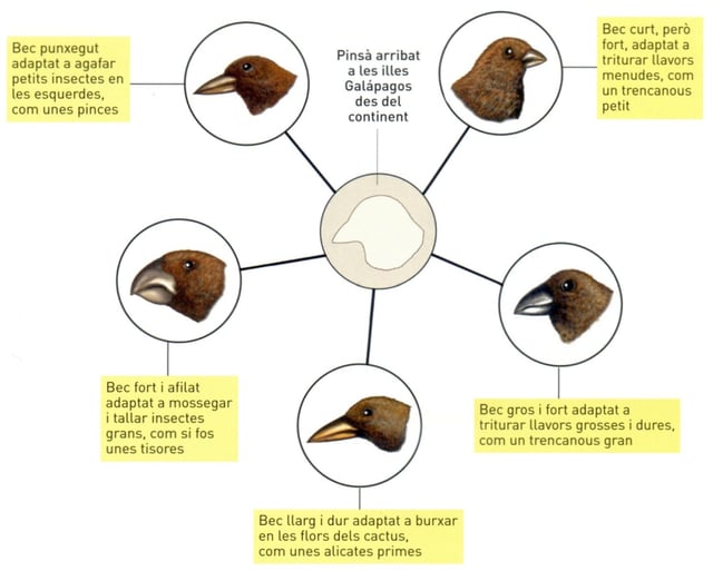 Variació del bec dels pinsans de les illes Galápagos, exemple clar d'adaptació i selecció natural.