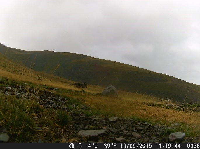 Llop a Planoles, Ripollès. Viu al bosc i és molt àgil.