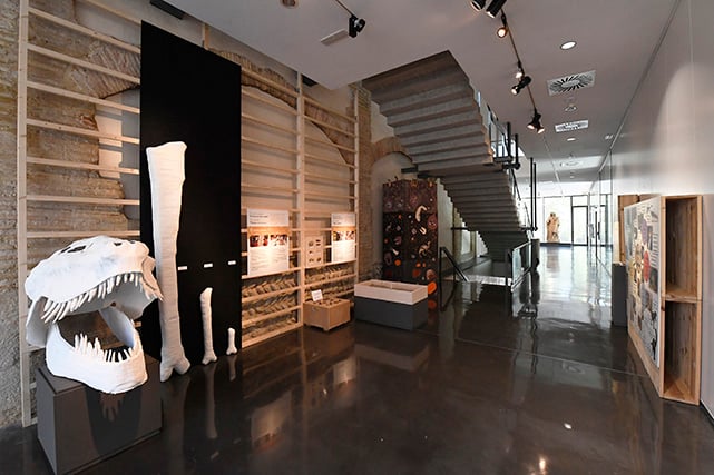 Fòssil de dinosaure i exposició educativa al Museu de Lleida. Permet el contacte directe amb fòssils i el món de la paleontologia.