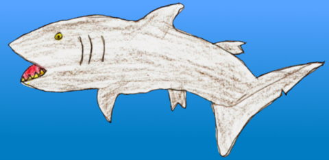 Tauró: una imatge senzilla i clara per introduir els nens al món dels taurons.