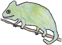 Camaleó (Chamaeleo pardalis). Fotografia clara amb colors naturals que mostra les característiques típiques d'un camaleó, adequada per a les lliçons bàsiques de biologia.