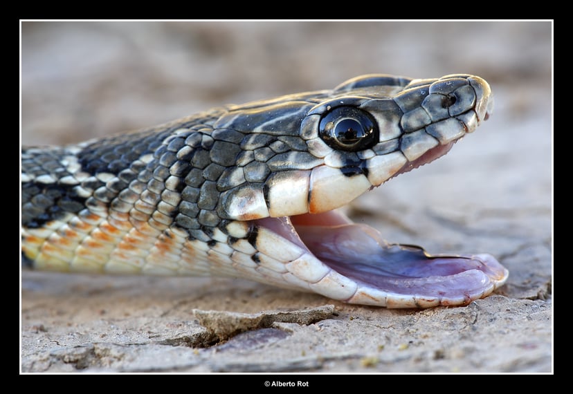 Aquesta és una serp de ferradura. És ràpida i viu a llocs càlids.