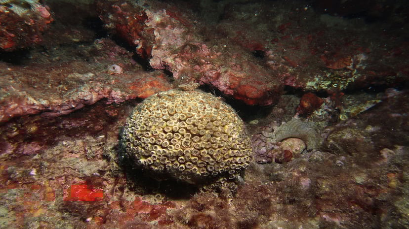 Cladocora caespitosa, un corall dur mediterrani amb estructura visible.
