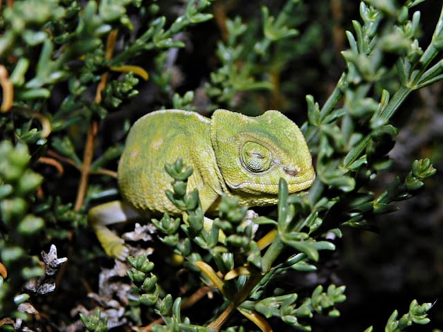 Camaleó mediterrani juvenil amb canvi de coloració. Imatge d'alta resolució que mostra el canvi fisiològic de color en un camaleó, útil per a les lliçons de biologia sobre adaptació i comunicació.