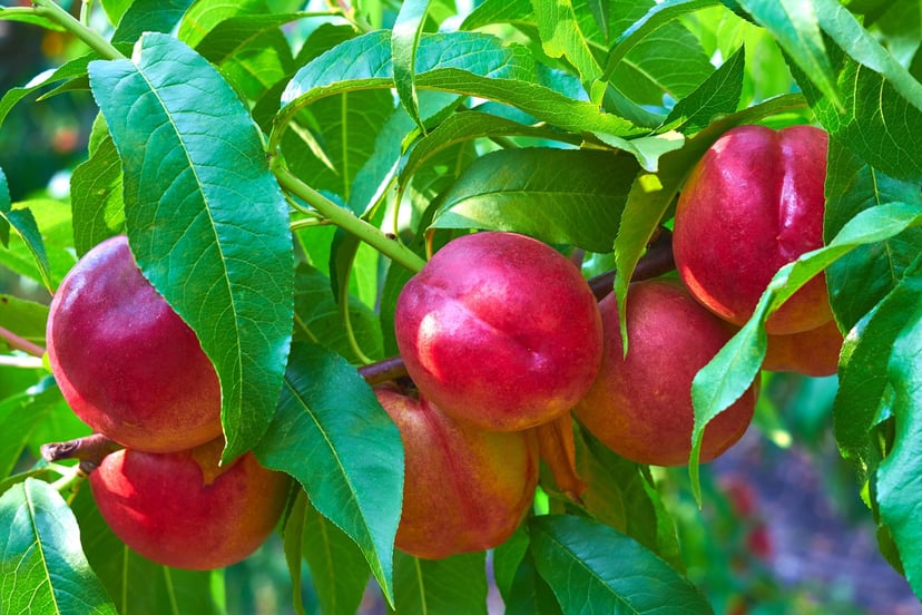 Nectarines creixent a l'arbre, amb la seva pell llisa.