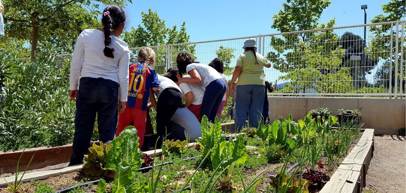 Hort escolar: Plantació i cura de verdures. Activitat educativa amb nens i nenes.