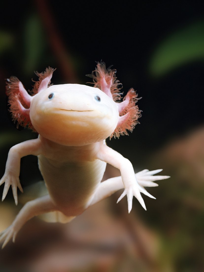 Un axolot jove, molt clar i de qualitat professional.