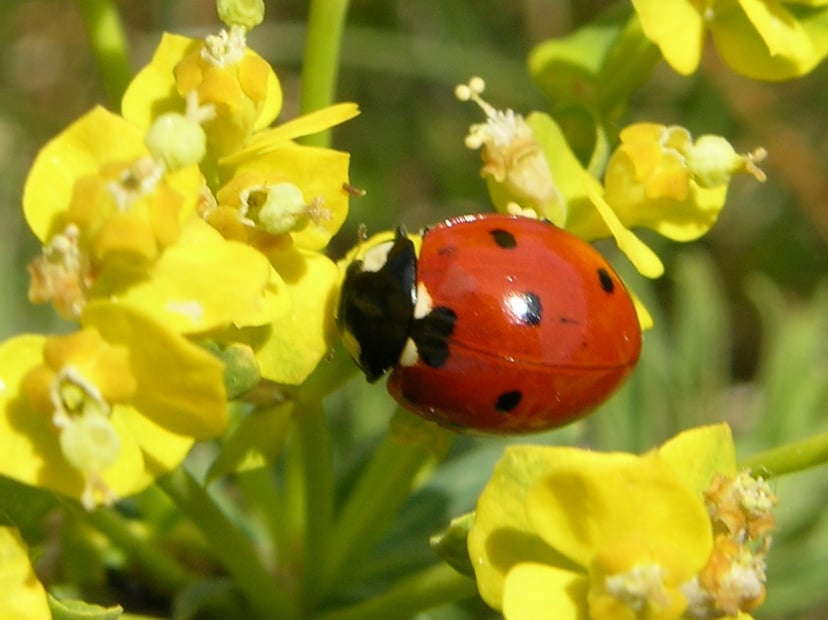 Marieta de set punts (Coccinella septempunctata) sobre una planta, per aprendre sobre el seu hàbitat.