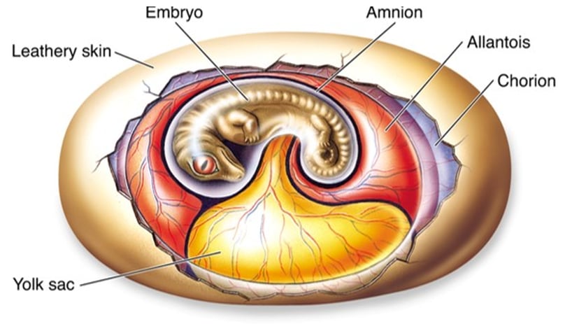 Diagrama de l'ou amniota dels rèptils amb les membranes que protegeixen l'embrió.