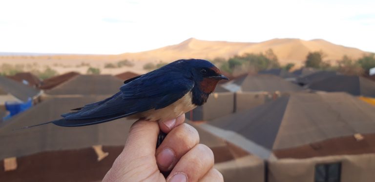 Oreneta vulgar volant i creuant el desert del Sàhara durant la migració.