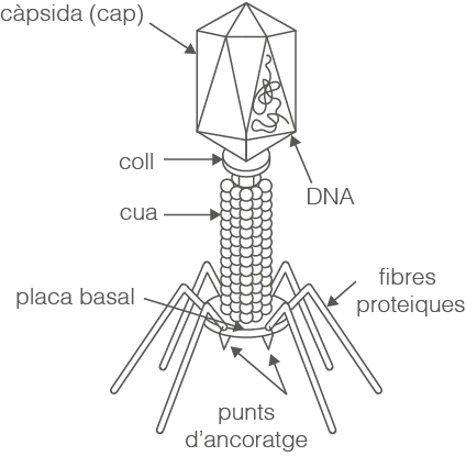 Virus bacteriòfag (esquema). Aquest esquema mostra la forma i les parts d'un virus que infecta bacteris.