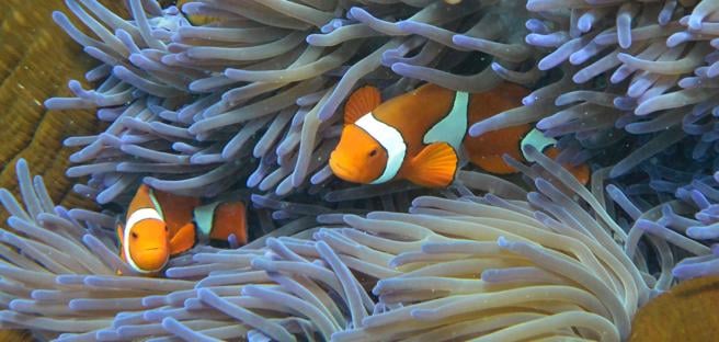 Fotografia que mostra el blanqueig del corall, un problema ambiental.