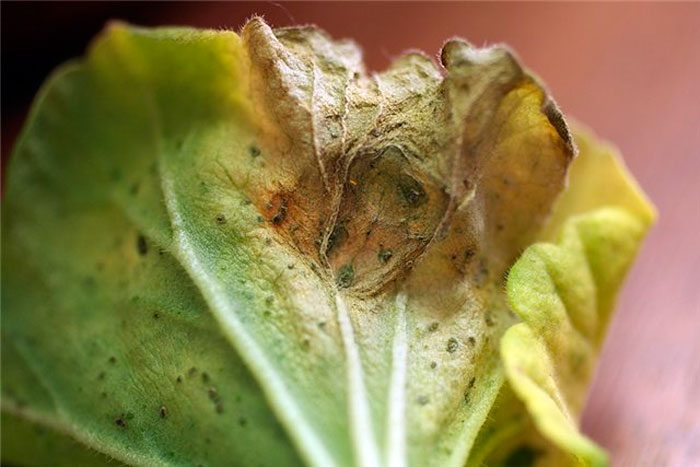 Podridura grisa d’enciams: imatge detallada que mostra aquesta malaltia fúngica comuna en cultius d'enciam, per aprendre a reconèixer-la i prevenir-la.