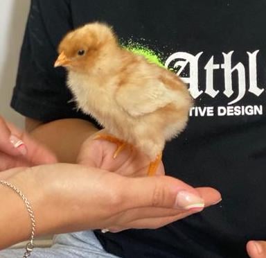 Pollet acabat de néixer a l'aula, mostrant el cicle de vida dels ous.
