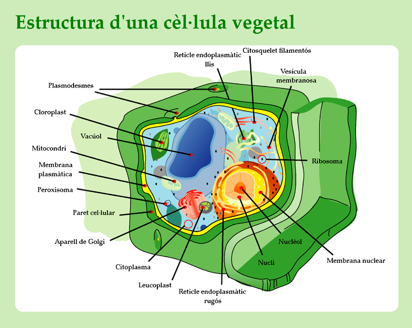 Esquema d'una cèl·lula vegetal, que mostra els orgànuls i estructures específiques amb etiquetes en català.