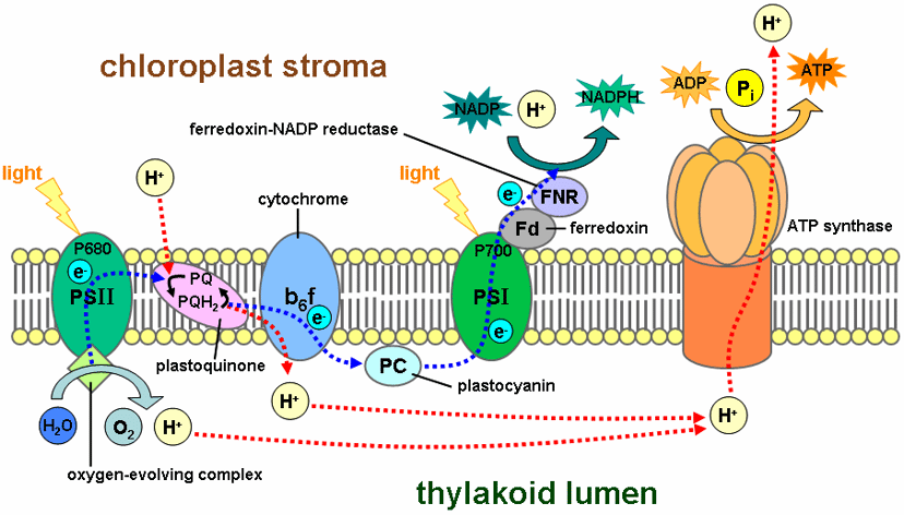 Fase lluminosa de la fotosíntesi a la membrana del tilacoide. Diagrama que mostra les reaccions dependents de la llum, incloent fotosistemes i transport d'electrons.