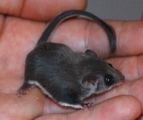 Pòssum pigmeu acròbata, un animal petit que salta i es mou ràpid.