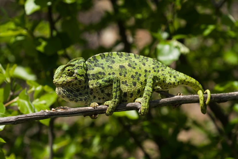 Camaleó comú (Chamaeleo chamaeleon). Imatge nítida que il·lustra un camaleó típic del Mediterrani, ideal per a l'aprenentatge sobre espècies natives d'Europa i adaptacions.